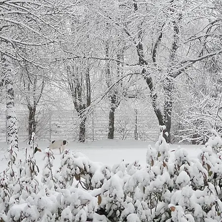 Ollywood Hill Apartmán Halbs